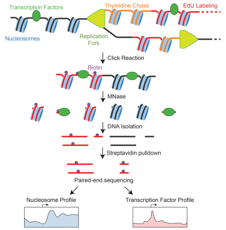 mince_schematic-01