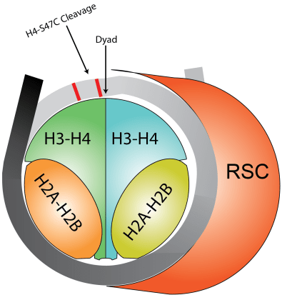 rsc_model_gradient-01