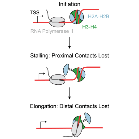 Graphical_Abstract_V2-01