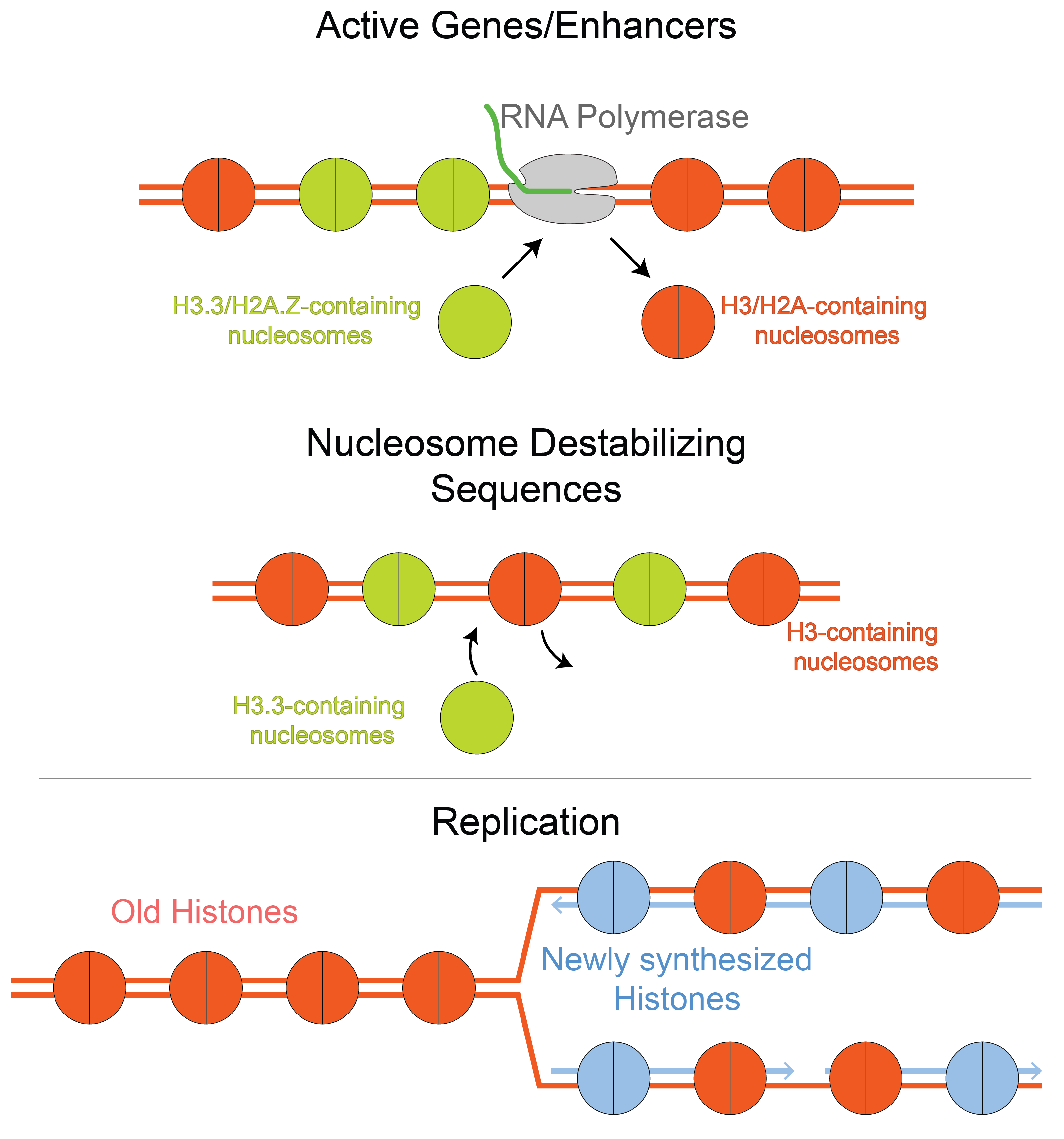 Research – Ramachandran Lab